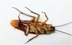 蟑螂的危害及如何有效灭蟑螂技巧